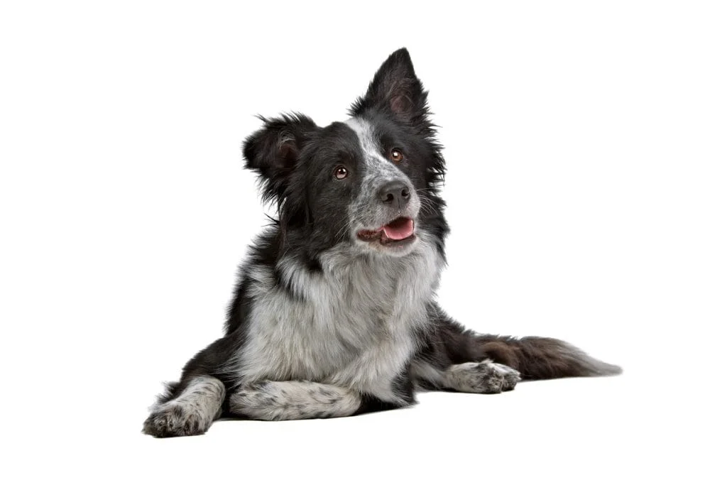 border collie looking at camera